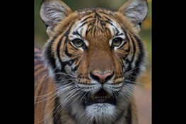 Update On the Bronx Zoo on Tiger Which Tested Positive for COVID-19:  Nadia’s Condition Improving - Along with the Condition of the Other Tigers and Lions Which Had Similar Symptoms